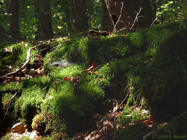 Bois du Tost (Mousse)
