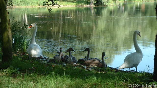 Cygnes