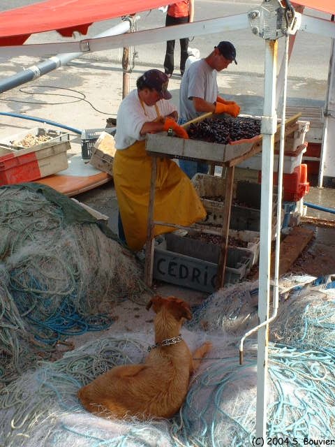 Quiberville (Pêcheurs)