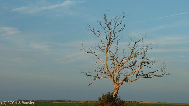 Arbre mort