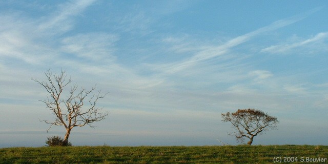 Deux Arbres
