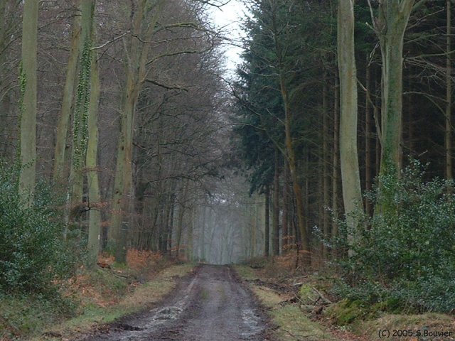 Forêt d'Arques (Allée)