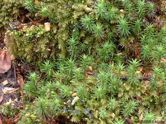 Forêt d'Arques (Mousse)