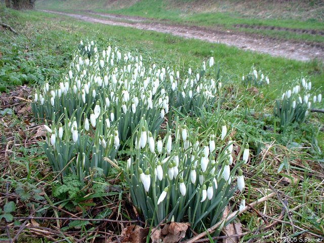Perce-Neige