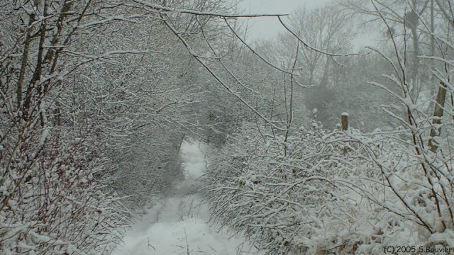 Chemin enneigé (1)