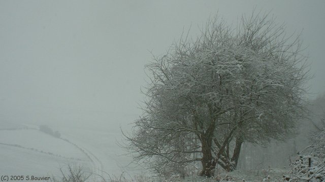 Arbres enneigés