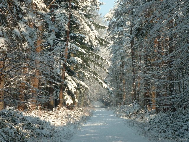 Forêt d'Arques (Quatre Quartiers 1)