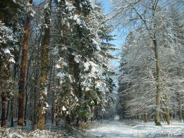 Forêt d'Arques (Rouval)