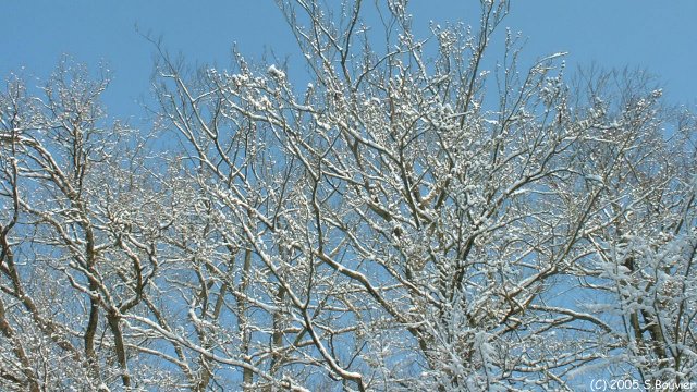 Forêt d'Arques (Branches)