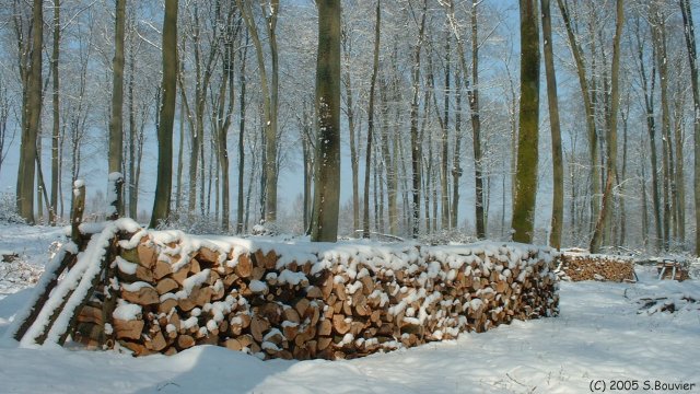 Forêt d'Arques (Tas)