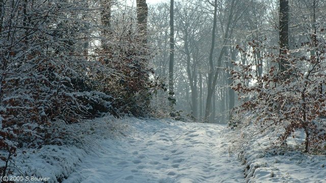 Forêt d'Arques (Chemin enneigé)