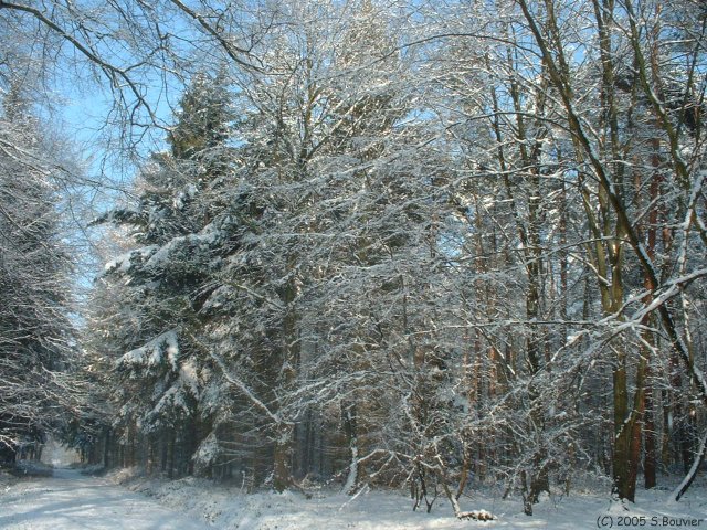 Forêt d'Arques (Quatre Quartiers 2)