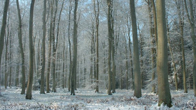 Forêt d'Arques (Arbres enneigés 1)