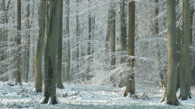 Forêt d'Arques (Arbres enneigés 2)