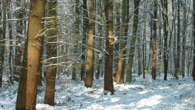 Forêt d'Arques (Troncs)