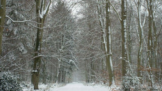 Forêt d'Arques (Commission)