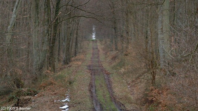 Haute Forêt d'Eu (Rte Centrale)