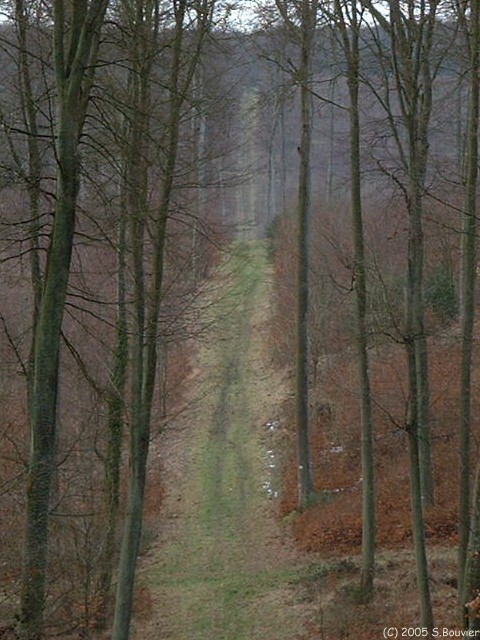 Haute Forêt d'Eu (Rte des 7 acres)