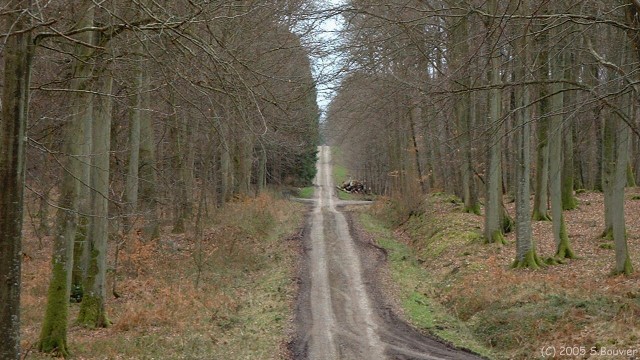 Forêt d'Eawy (Rte de St Hellier)