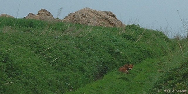 Renard (1)