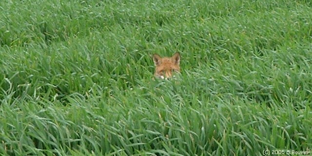 Renard (2)
