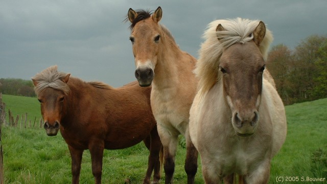 Trois Poneys