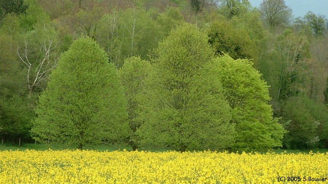 Fond des Auteux (3)