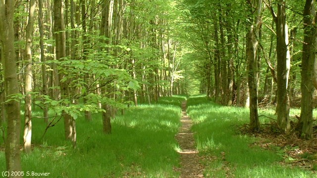 Forêt de la Londe (Laie)