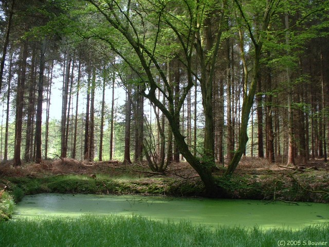 Forêt de la Londe (Mare)