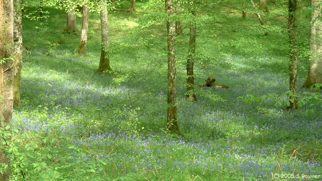 Forêt de la Londe (Fleurs)