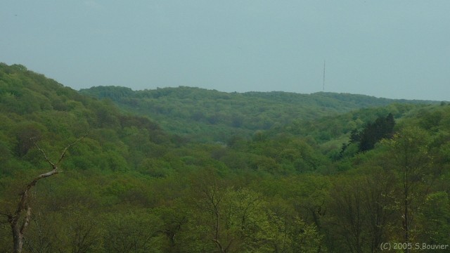 Forêt de la Londe (Vallons)