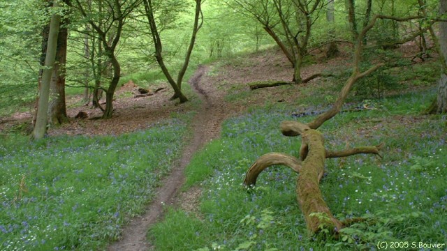 Forêt de la Londe (Allée)