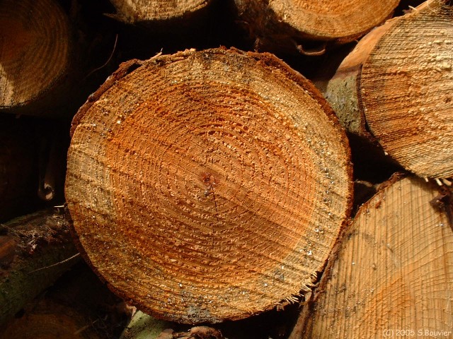 Forêt de la Londe (Cernes)