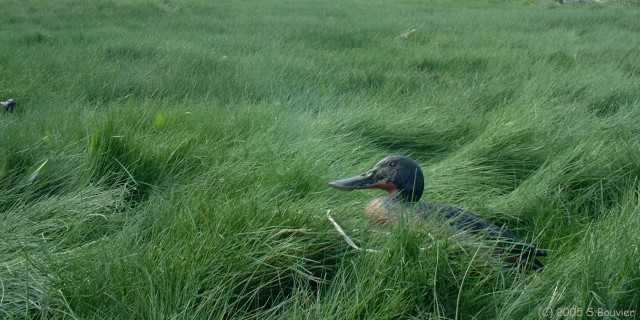 Baie de Somme (Canard)