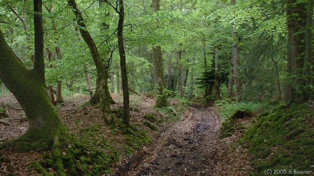 St Saëns (Chemin 2)