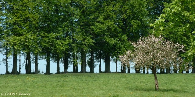 Routes (Pommier)