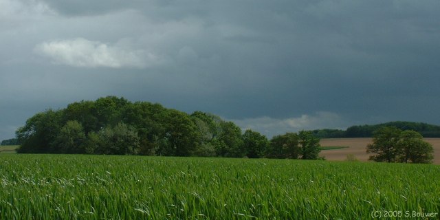 Plaine de Veauville (Bois)