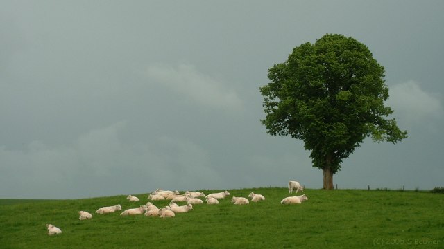 Carville (Bœufs)