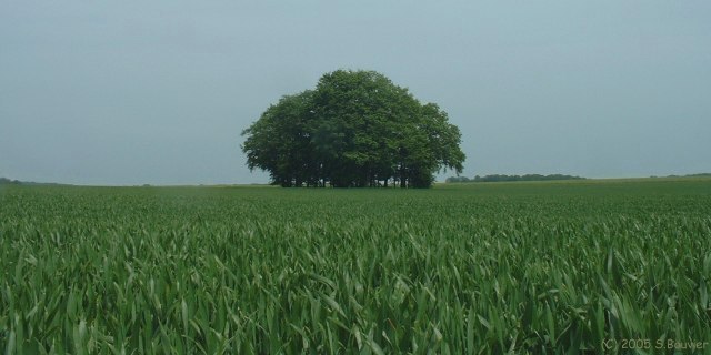 Champ de Blé (Arbres)