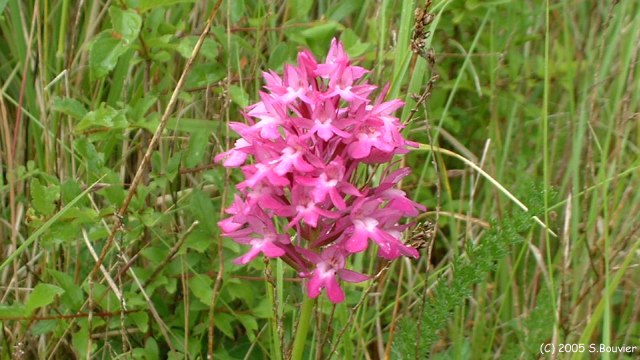 Orchidée sauvage