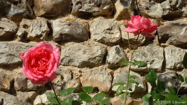 Deux Roses