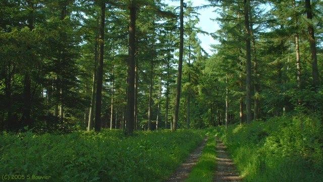 Basse Forêt d'Eu (4)