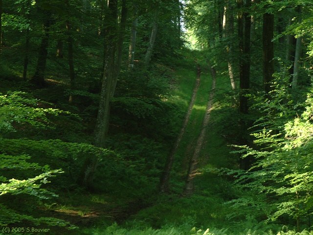 Basse Forêt d'Eu (5)