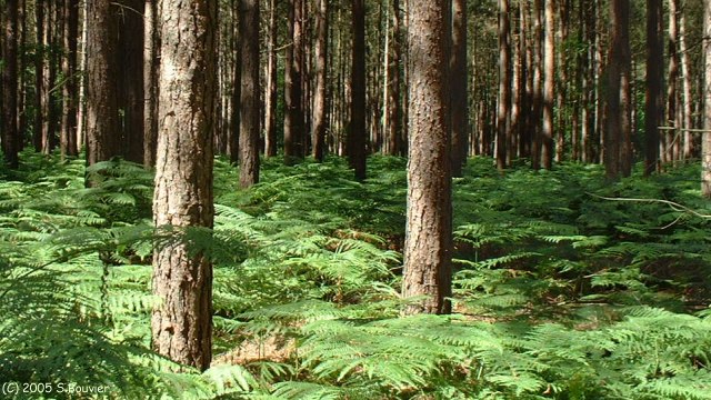 Jumièges (Forêt 1)