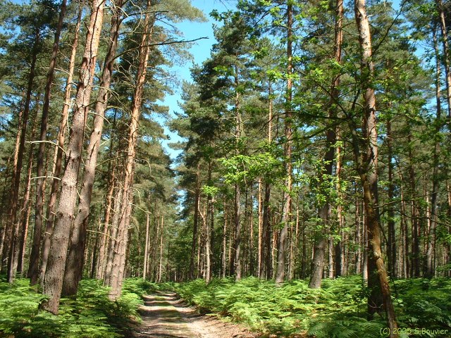 Jumièges (Forêt 2)