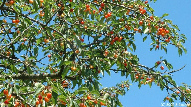 Jumièges (Cerises)