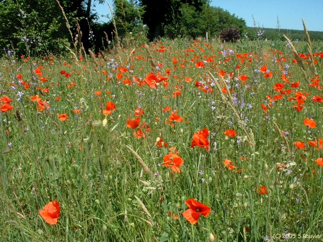 Jumièges (Coquelicots)