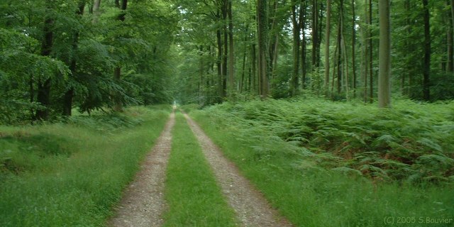 Forêt de Lyons (Route)