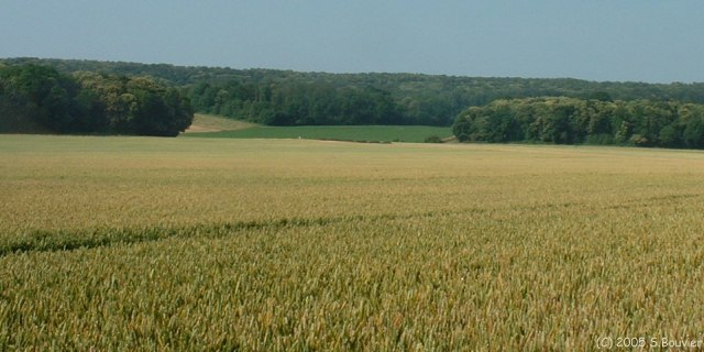 Neuville Bosc (Grouettes)