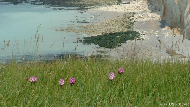 Petites Dalles (Orchidées)